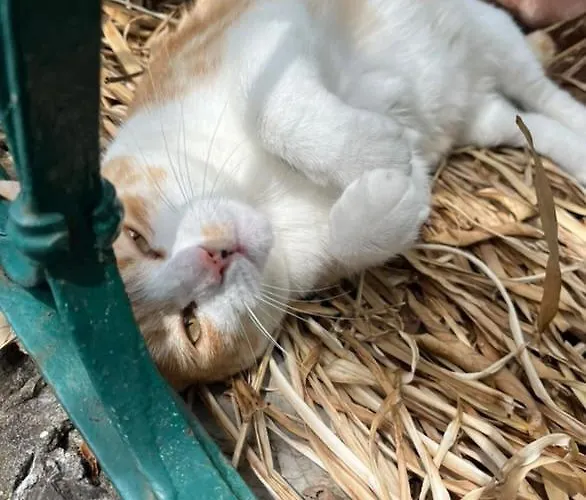 Feriegård S.ilario Genova