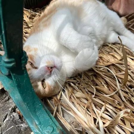 Alojamento de Turismo Rural S.ilario Génova
